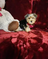 CHLOE, a female Yorkshire Terrier for sale in Polk City, FL – Photo 4 of 10