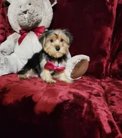 CHLOE, a female Yorkshire Terrier for sale in Polk City, FL – Photo 2 of 10