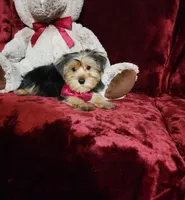 CHLOE, a female Yorkshire Terrier for sale in Polk City, FL – Photo 6 of 10