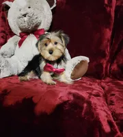 CHLOE, a female Yorkshire Terrier for sale in Polk City, FL – Photo 10 of 10