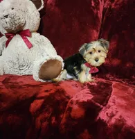 CHLOE, a female Yorkshire Terrier for sale in Polk City, FL – Photo 7 of 10