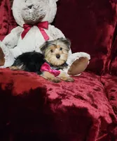 CHLOE, a female Yorkshire Terrier for sale in Polk City, FL – Photo 1 of 10