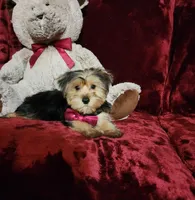 CHLOE, a female Yorkshire Terrier for sale in Polk City, FL – Photo 5 of 10