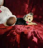 CHLOE, a female Yorkshire Terrier for sale in Polk City, FL – Photo 9 of 10