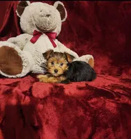 ZOE, a female Yorkshire Terrier for sale in Polk City, FL – 4 of 10