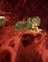 PUDDIN, a female Miniature Dachshund for sale in Polk City, FL – 7 of 10