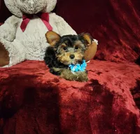 TEDDY, a male Yorkshire Terrier for sale in Polk City, FL – 9 of 10