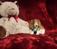 MAVERICK, a male Miniature Dachshund for sale in Polk City, FL – 2 of 10
