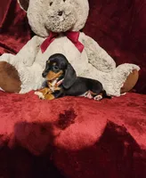 OAKLEY , a female Miniature Dachshund for sale in Polk City, FL – 2 of 10