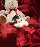 SHASTA, a female Miniature Dachshund for sale in Polk City, FL – 3 of 10