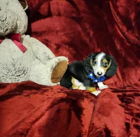 RENO, a male Miniature Dachshund for sale in Polk City, FL – 7 of 10
