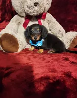 RYDER, a male Miniature Dachshund for sale in Polk City, FL – Photo 1 of 10