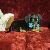 RYDER, a male Miniature Dachshund for sale in Polk City, FL – Photo 7 of 10