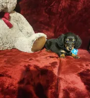 RYDER, a male Miniature Dachshund for sale in Polk City, FL – Photo 8 of 10
