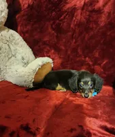 RYDER, a male Miniature Dachshund for sale in Polk City, FL – Photo 5 of 10