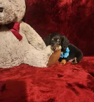 RYDER, a male Miniature Dachshund for sale in Polk City, FL – Photo 10 of 10