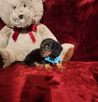 RYDER, a male Miniature Dachshund for sale in Polk City, FL – Photo 4 of 10