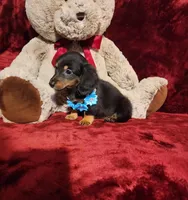 RYDER, a male Miniature Dachshund for sale in Polk City, FL – Photo 6 of 10
