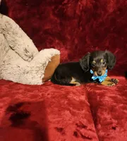 RYDER, a male Miniature Dachshund for sale in Polk City, FL – Photo 2 of 10