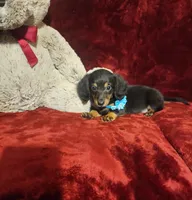 RYDER, a male Miniature Dachshund for sale in Polk City, FL – Photo 9 of 10