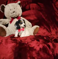 SHASTA, a female Miniature Dachshund for sale in Polk City, FL – 7 of 10