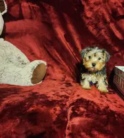 KOBE, a male Yorkshire Terrier for sale in Polk City, FL – 9 of 10