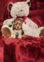 LOKI, a male Yorkshire Terrier for sale in Polk City, FL – 6 of 10
