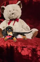 MONTANA, a female Miniature Dachshund for sale in Polk City, FL – 6 of 10