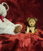 ZOE, a female Yorkshire Terrier for sale in Polk City, FL – 10 of 10