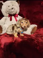 SMORES, a male Miniature Dachshund for sale in Polk City, FL – 7 of 10