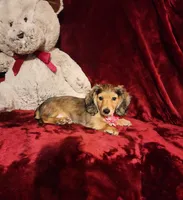 HONEY, a female Miniature Dachshund for sale in Polk City, FL – 9 of 10