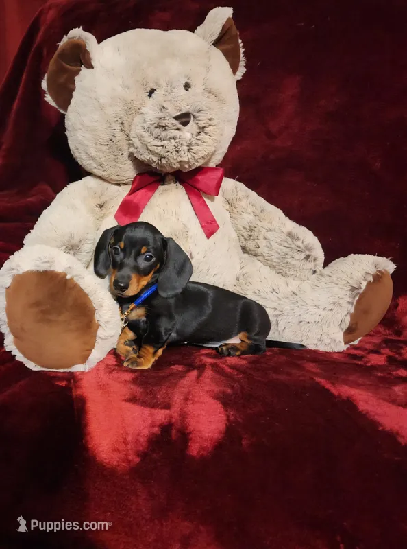 JASPER – Miniature Dachshund puppy for sale in Polk City, FL
