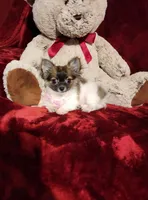 MACY, a female Chihuahua for sale in Polk City, FL – 2 of 10