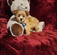 DUSTY, a male Yorkshire Terrier for sale in Polk City, FL – Photo 5 of 10