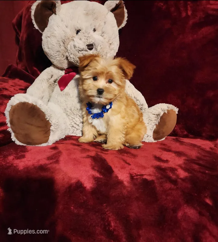 DUSTY – Yorkshire Terrier puppy for sale in Polk City, FL