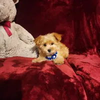 DUSTY, a male Yorkshire Terrier for sale in Polk City, FL – Photo 8 of 10