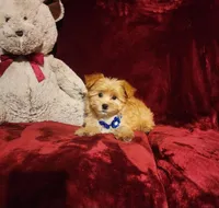 DUSTY, a male Yorkshire Terrier for sale in Polk City, FL – Photo 2 of 10