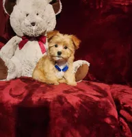 DUSTY, a male Yorkshire Terrier for sale in Polk City, FL – Photo 7 of 10