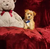 DUSTY, a male Yorkshire Terrier for sale in Polk City, FL – Photo 9 of 10