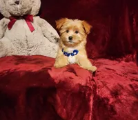 DUSTY, a male Yorkshire Terrier for sale in Polk City, FL – Photo 4 of 10