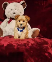 DUSTY, a male Yorkshire Terrier for sale in Polk City, FL – Photo 6 of 10