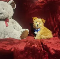 DUSTY, a male Yorkshire Terrier for sale in Polk City, FL – Photo 10 of 10