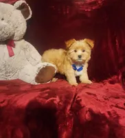 DUSTY, a male Yorkshire Terrier for sale in Polk City, FL – Photo 3 of 10