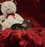 ELI, a male Miniature Dachshund for sale in Polk City, FL – 5 of 10