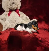 MAVERICK, a male Miniature Dachshund for sale in Polk City, FL – 8 of 10