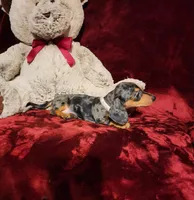 DOLLY, a female Miniature Dachshund for sale in Polk City, FL – 2 of 10