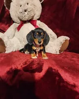 OAKLEY , a female Miniature Dachshund for sale in Polk City, FL – 9 of 10