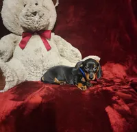 JASPER, a male Miniature Dachshund for sale in Polk City, FL – 4 of 10