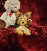 ZOE, a female Yorkshire Terrier for sale in Polk City, FL – 2 of 10