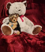 LOKI, a male Yorkshire Terrier for sale in Polk City, FL – 2 of 10